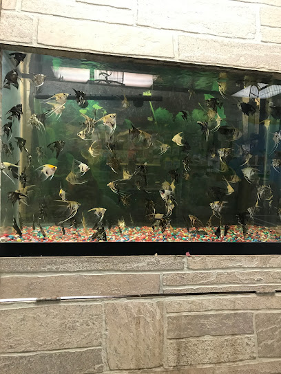 60 Pet Shop Miami, Hialeah